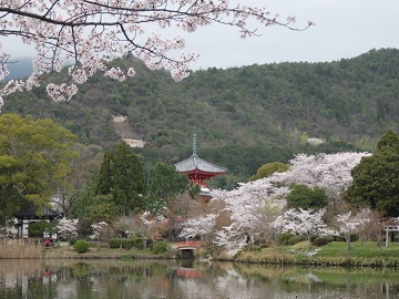大沢池の桜