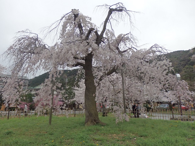 嵐山公園の枝垂桜
