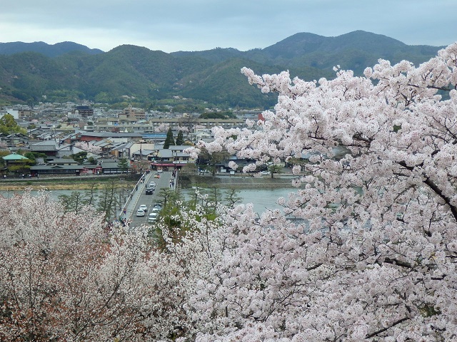 法輪寺から見た渡月橋と桜