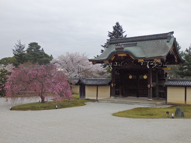 勅使門と枝垂桜