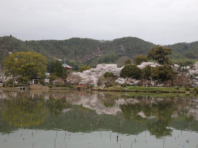 大沢池の桜