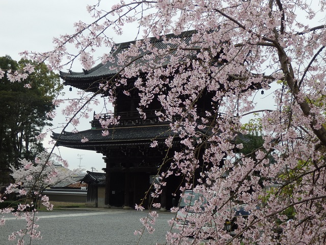 仁王門と枝垂桜