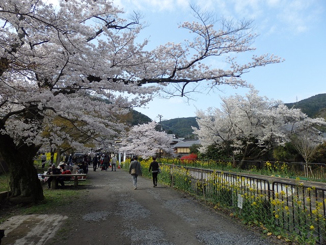 桜と菜ノ花