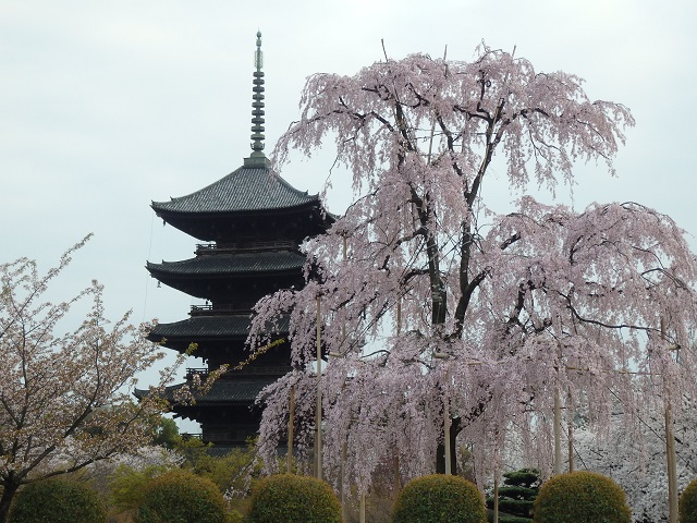 東寺・五重塔と枝垂桜